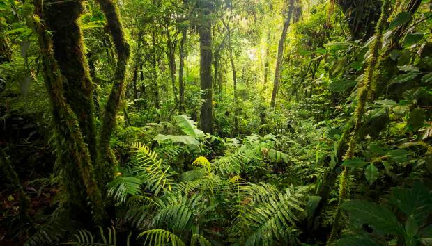 Cloud forest from Costa Rica