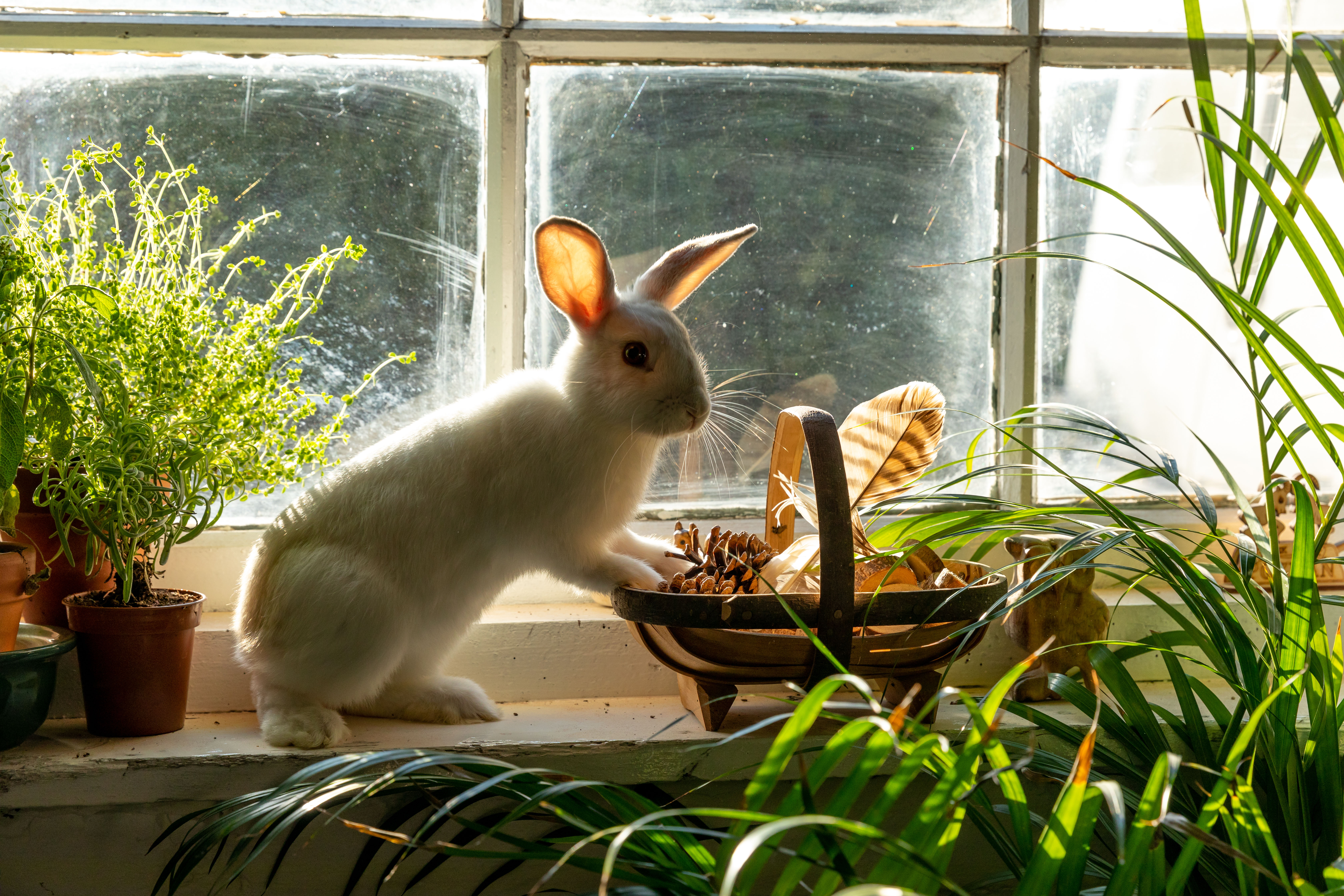 Luna in the window