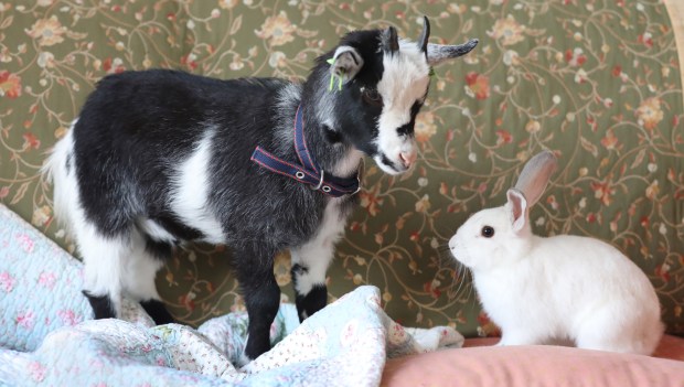 goat and rabbit