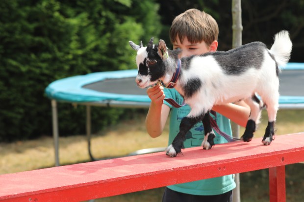 goat agility